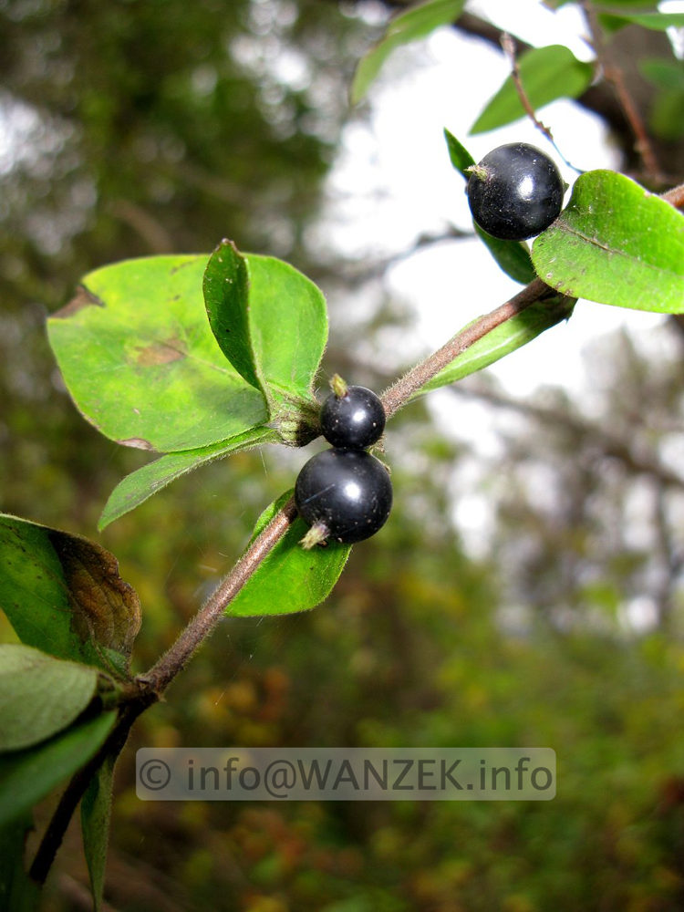 Lonicera japonica 03.JPG